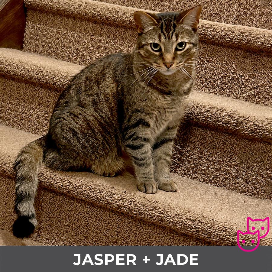 Enlarge Jasper (bonded with Jade), a ADOPTABLE Domestic Short Hair in Etobicoke, ON image 2/5