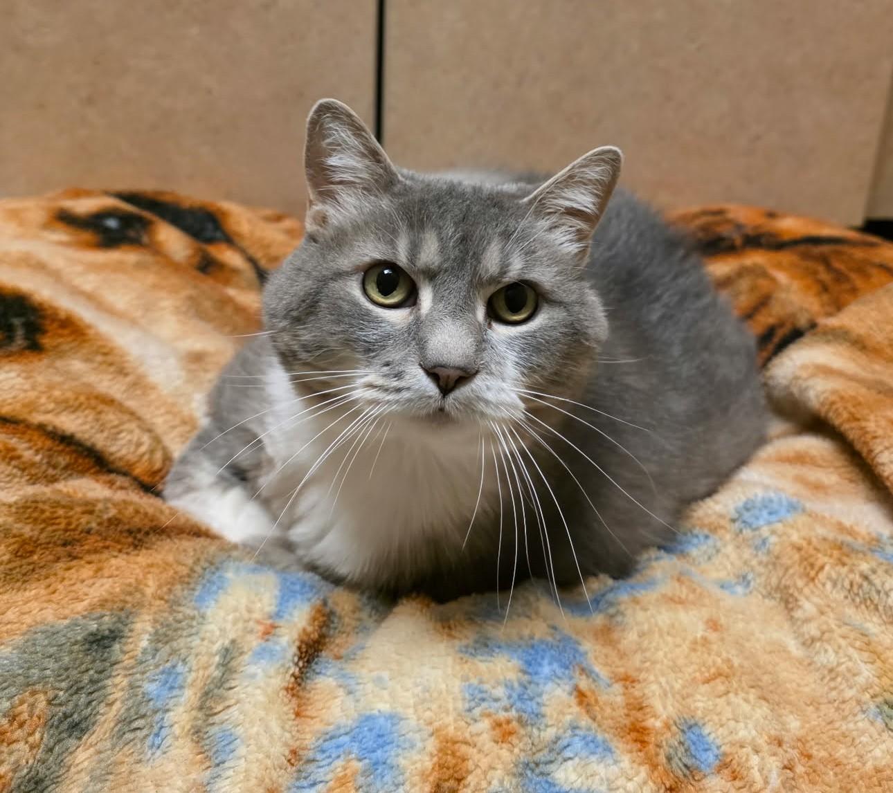 Enlarge Pumpkin, a ADOPTABLE Domestic Medium Hair in Larned, KS image 1/3