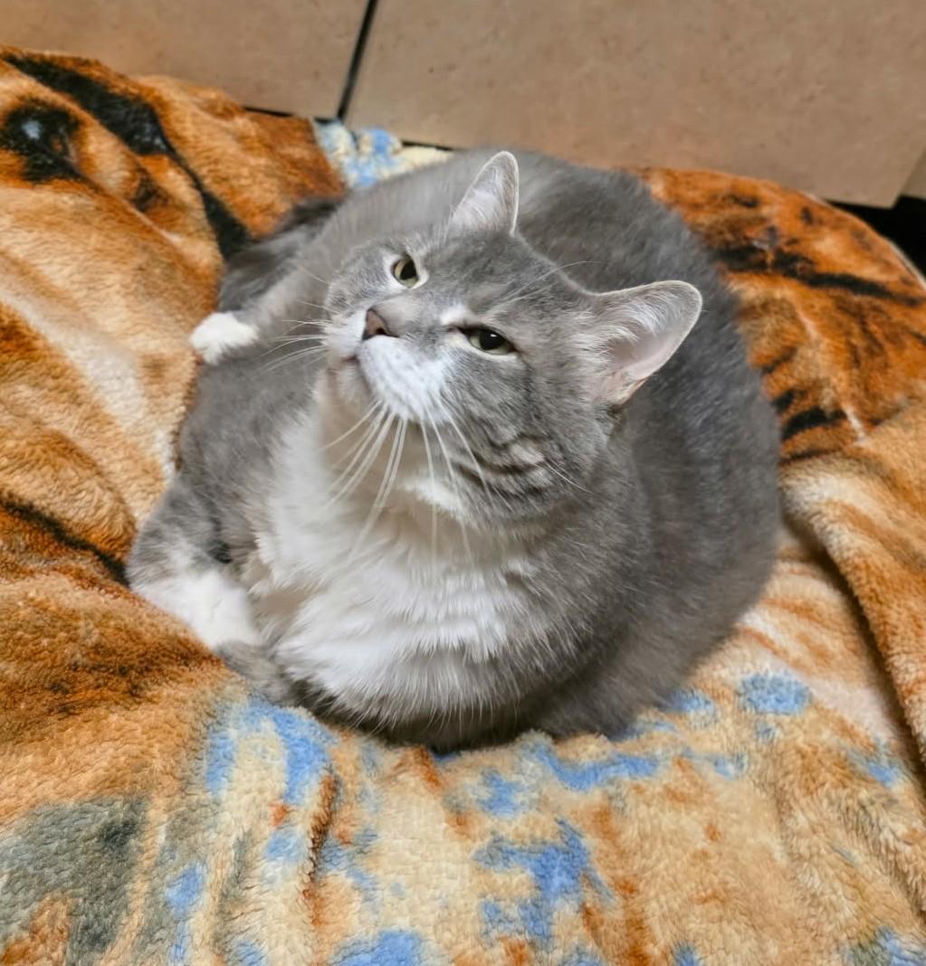 Enlarge Pumpkin, a ADOPTABLE Domestic Medium Hair in Larned, KS image 3/3