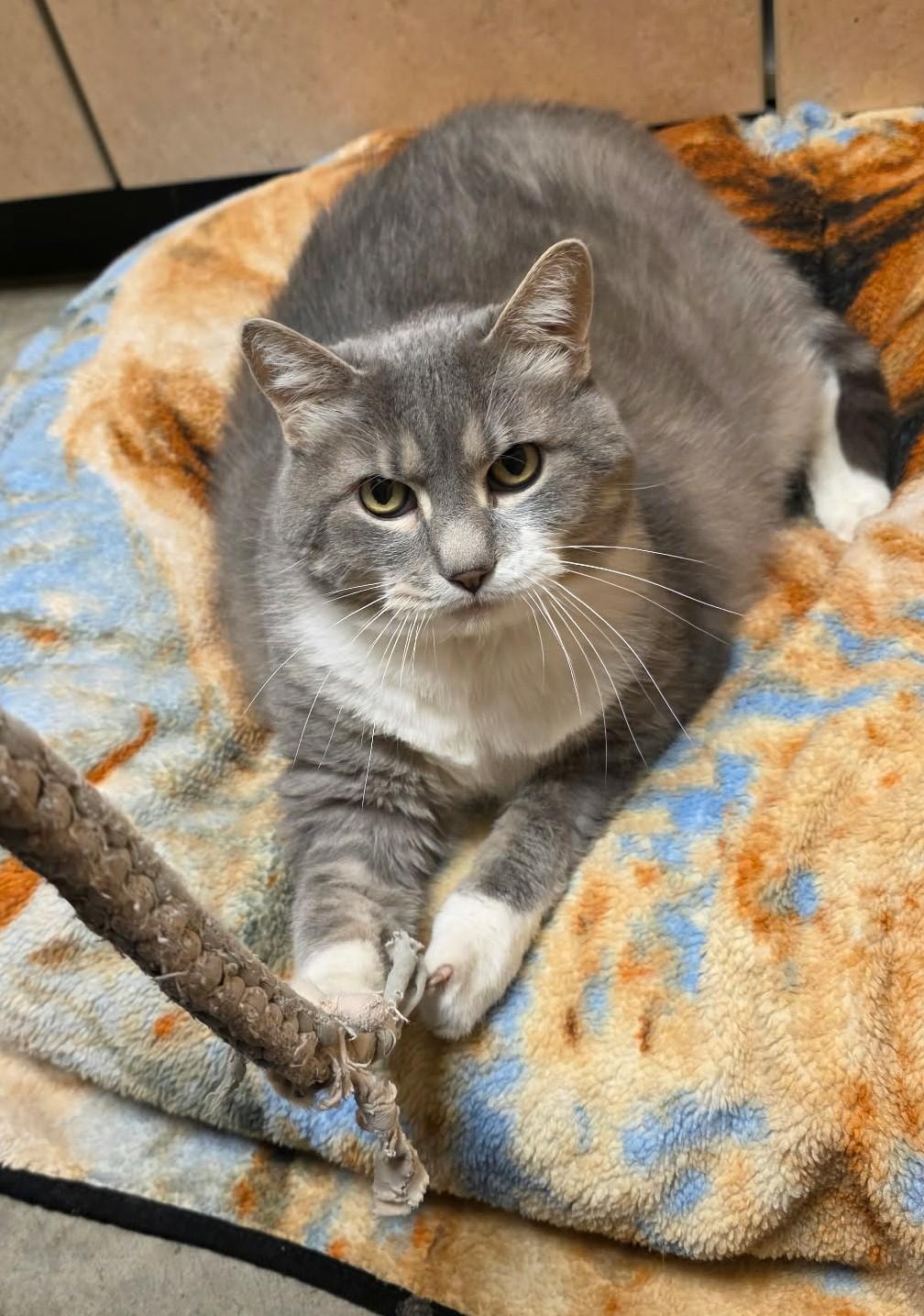 Enlarge Pumpkin, a ADOPTABLE Domestic Medium Hair in Larned, KS image 2/3