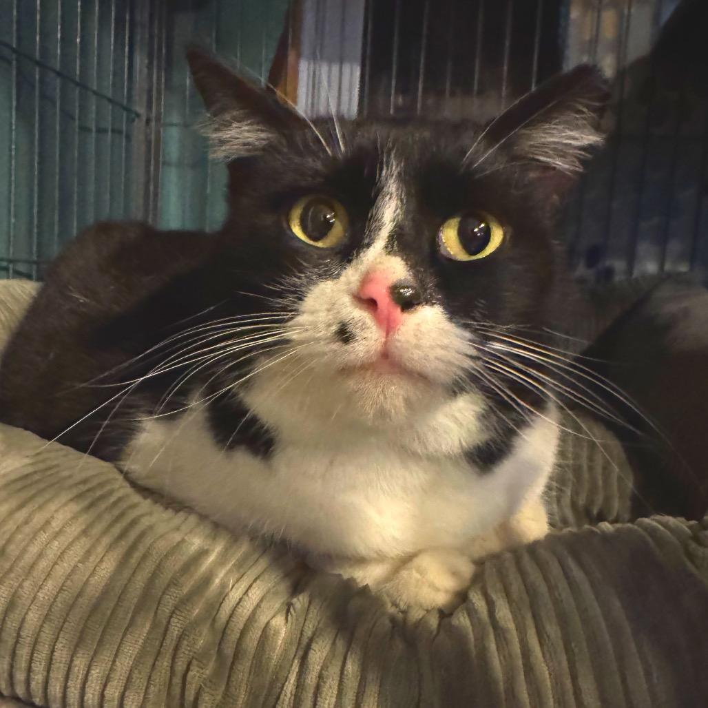 Enlarge Birdie, a Adoptable Domestic Short Hair in Hanna City, IL image 1/1