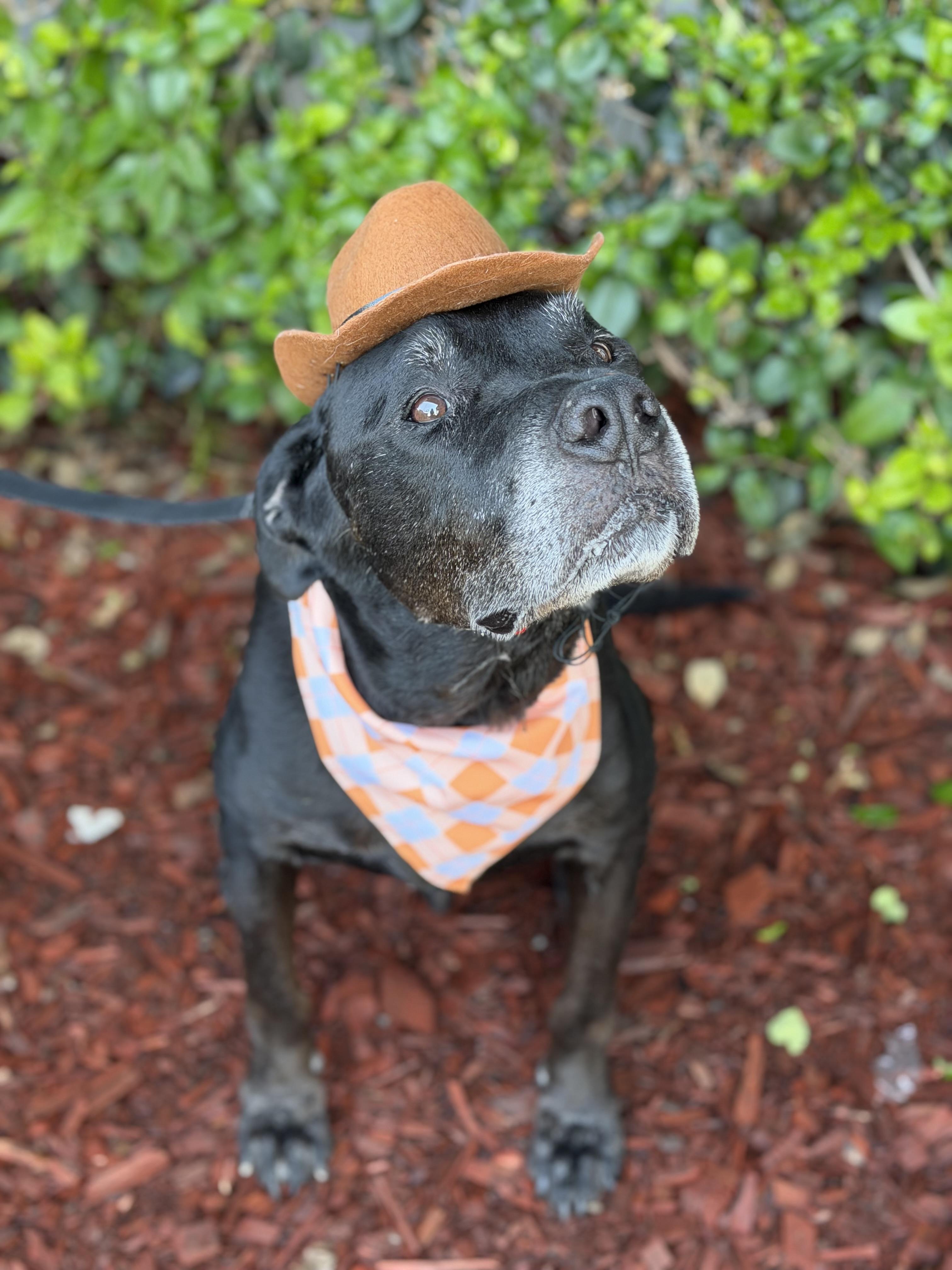 Enlarge Argus, a Adoptable mixed breed in South El Monte, CA image 4/4
