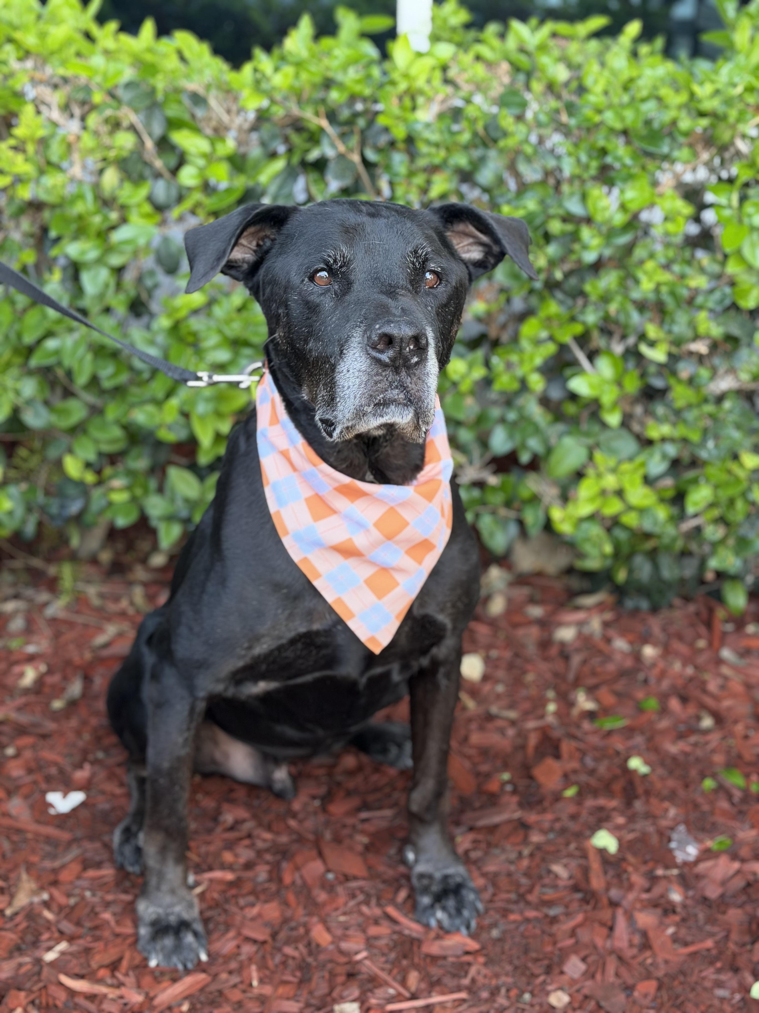 Enlarge Argus, a Adoptable mixed breed in South El Monte, CA image 1/4