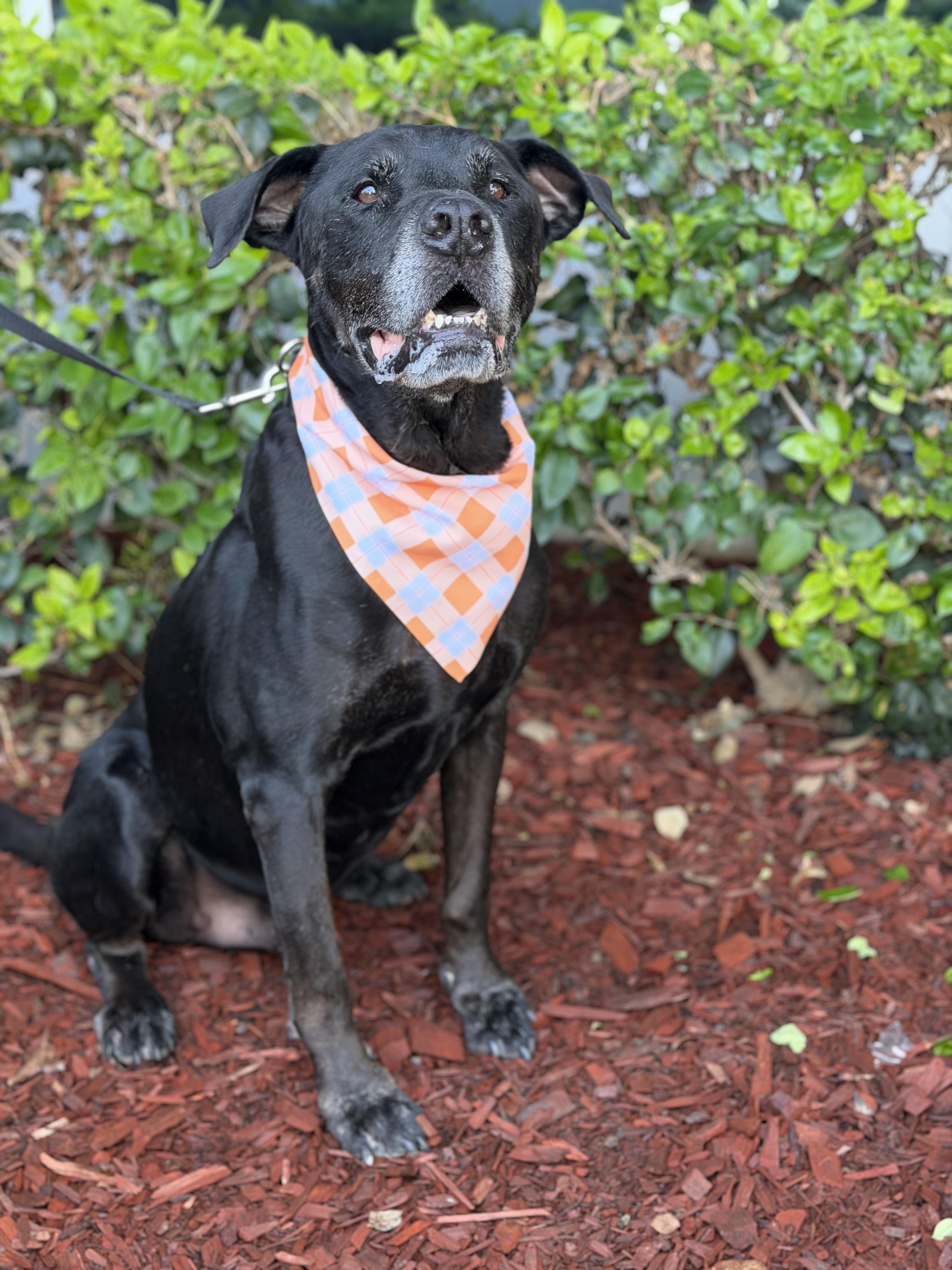 Enlarge Argus, a Adoptable mixed breed in South El Monte, CA image 3/4