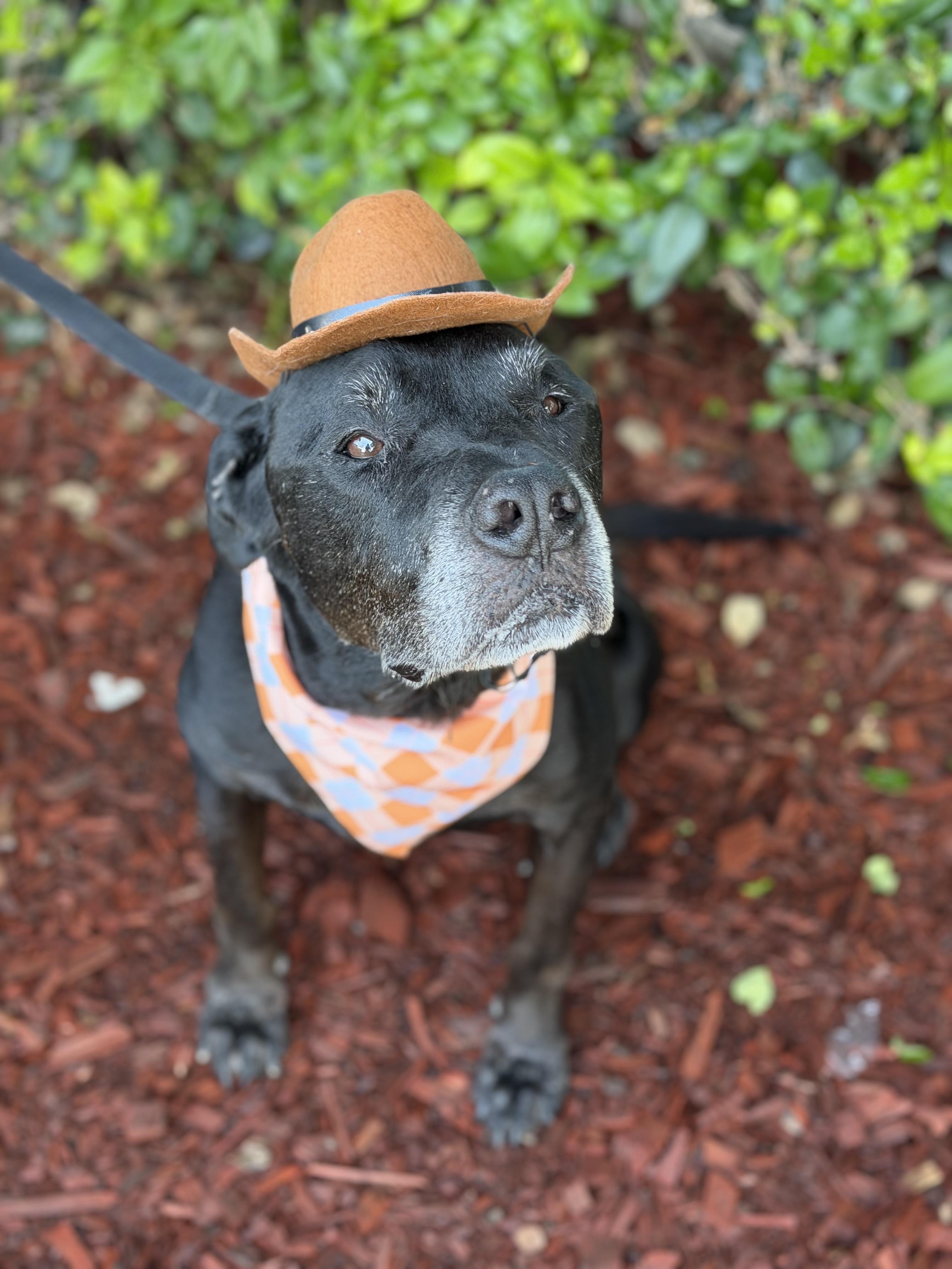Enlarge Argus, a Adoptable mixed breed in South El Monte, CA image 2/4