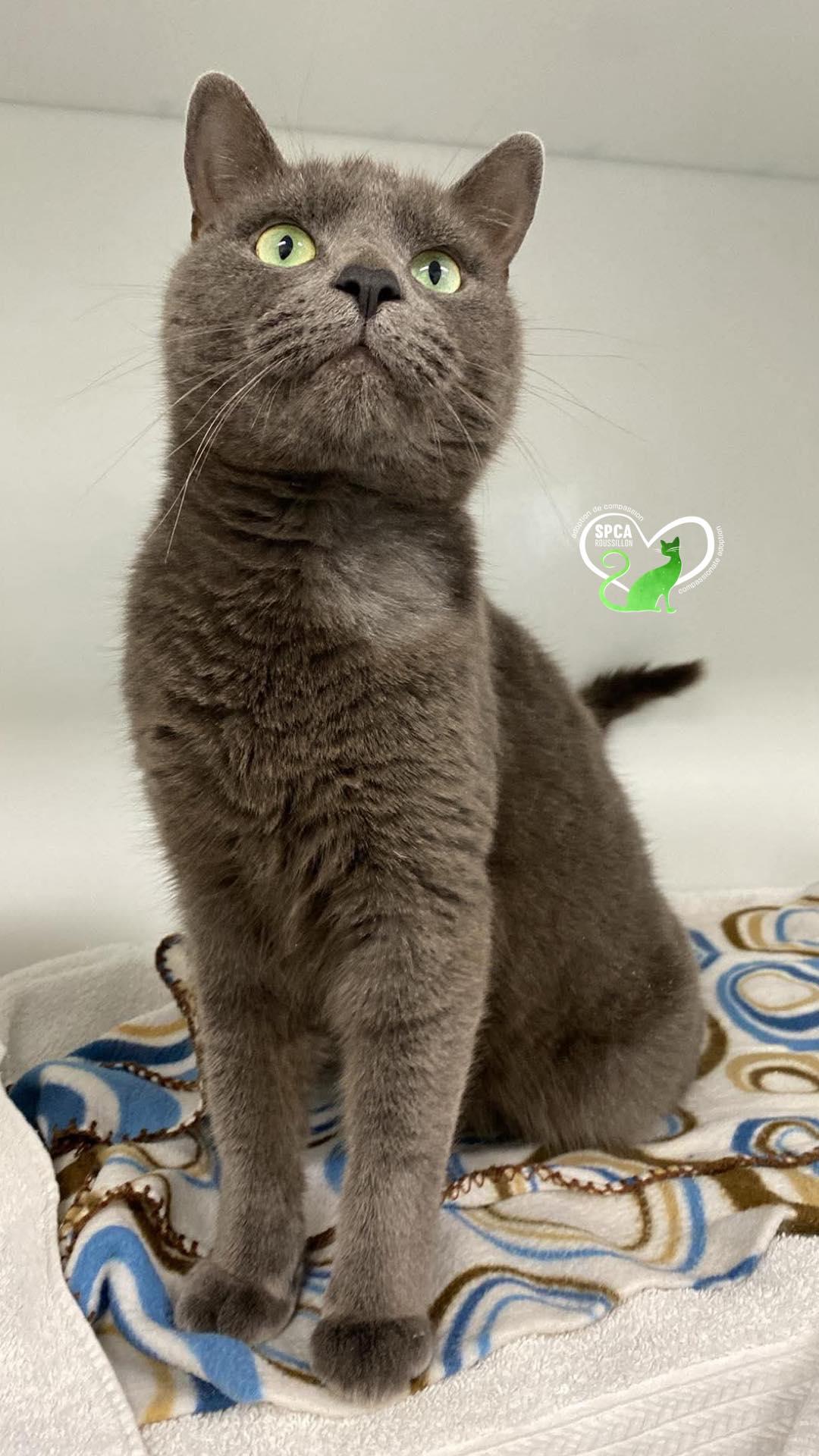 Reeze, ADOPTABLE, Senior Male Domestic Short Hair.