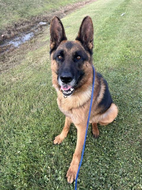 Derek, Adoptable, Adult Male German Shepherd Dog.