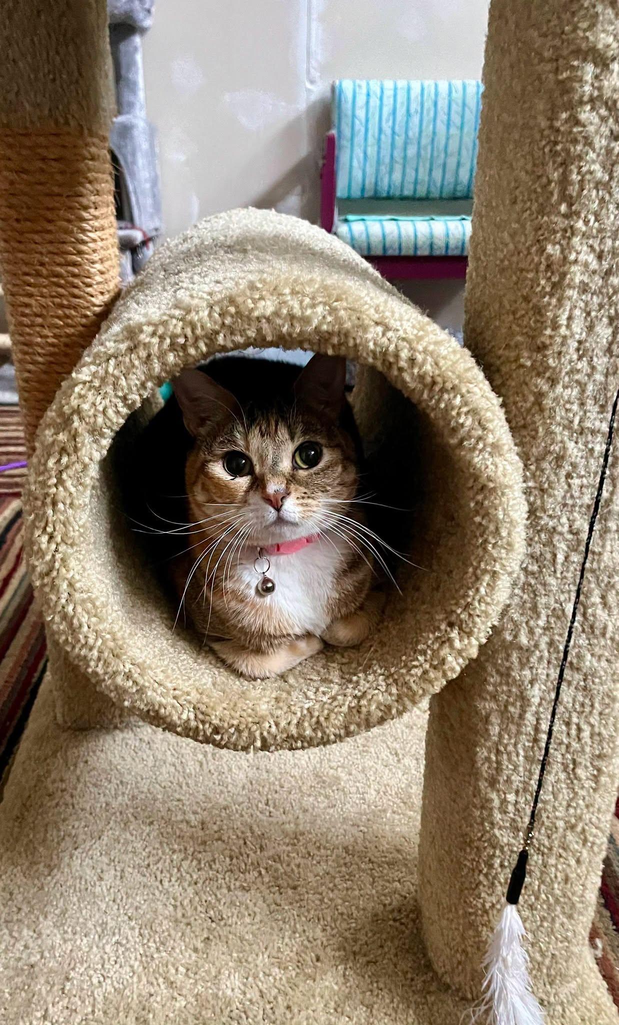 Enlarge peaches, a Adoptable Torbie in Leavenworth, KS image 1/1