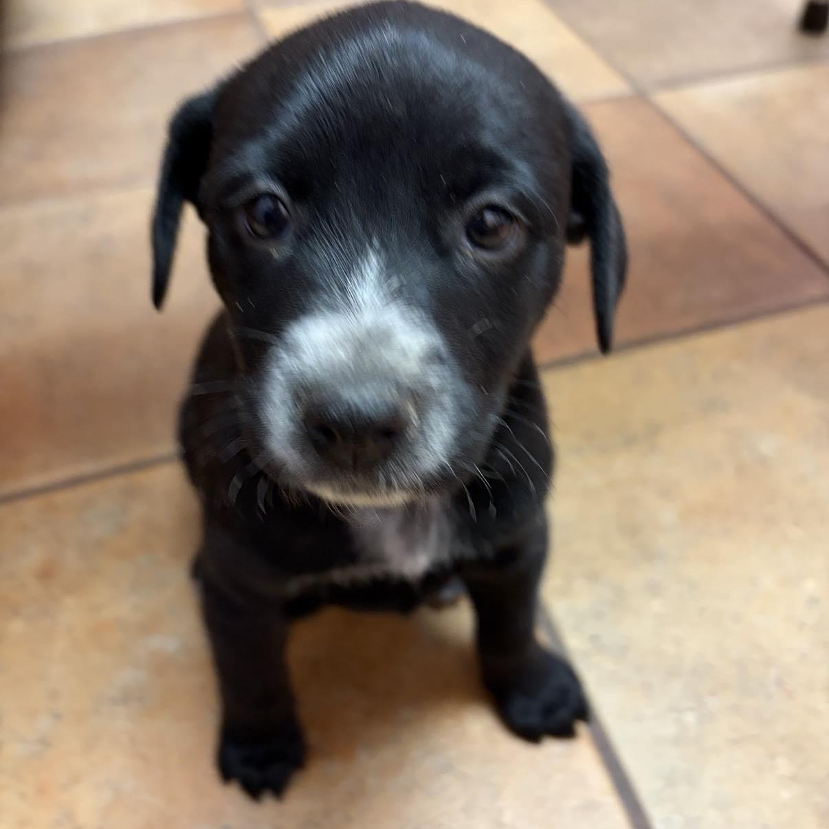 Enlarge Chloe, an adopted mixed breed in Pittsburgh, PA image 1/6