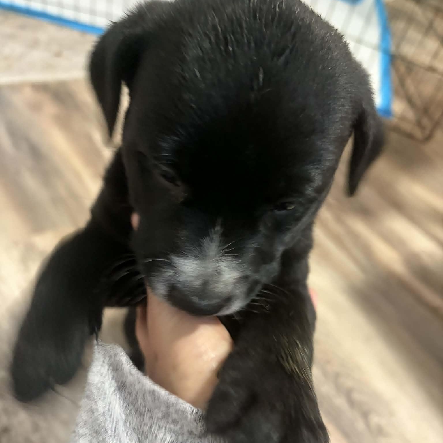 Enlarge Chloe, an adopted mixed breed in Pittsburgh, PA image 5/6