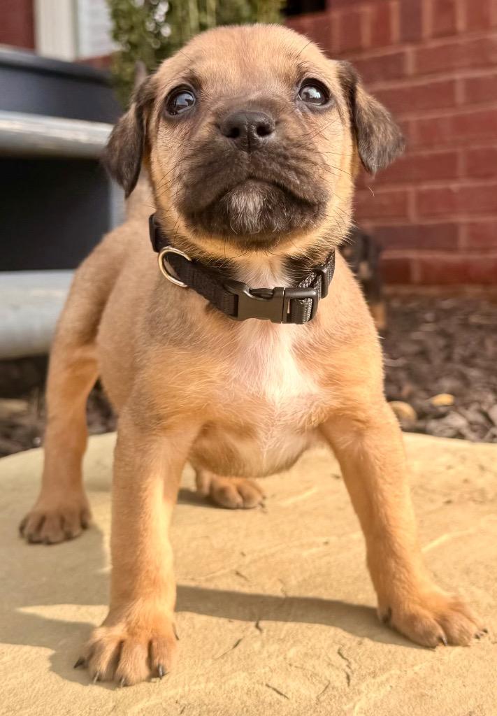 Blitzen, a Adopted mixed breed in Crossville, TN image 1/5