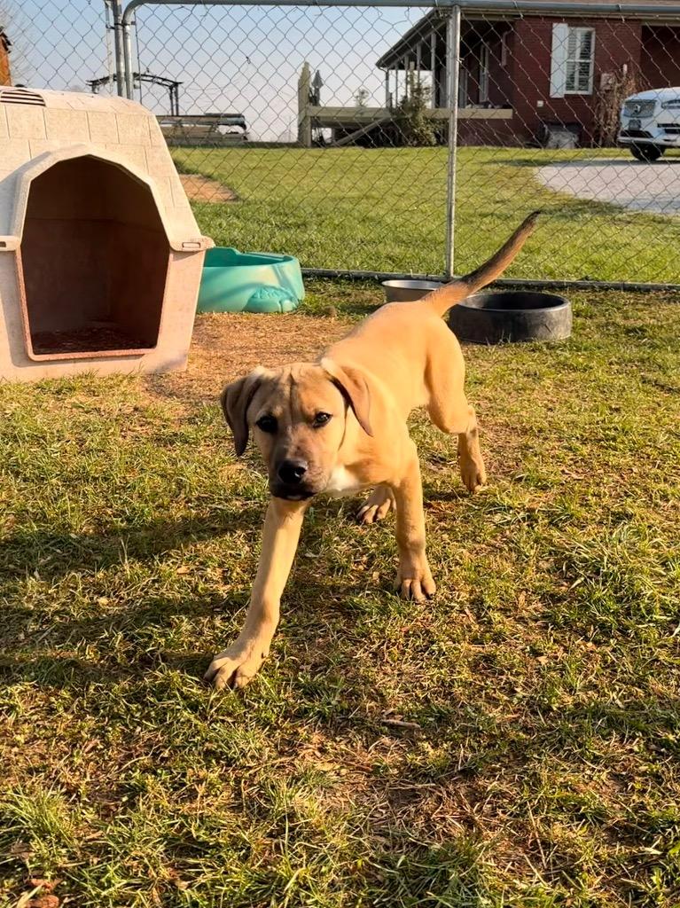 Blitzen, a Adopted mixed breed in Crossville, TN image 2/5