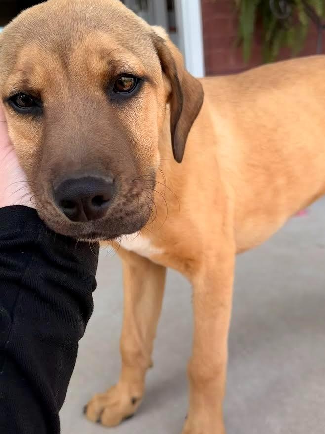 Blitzen, a Adopted mixed breed in Crossville, TN image 3/5