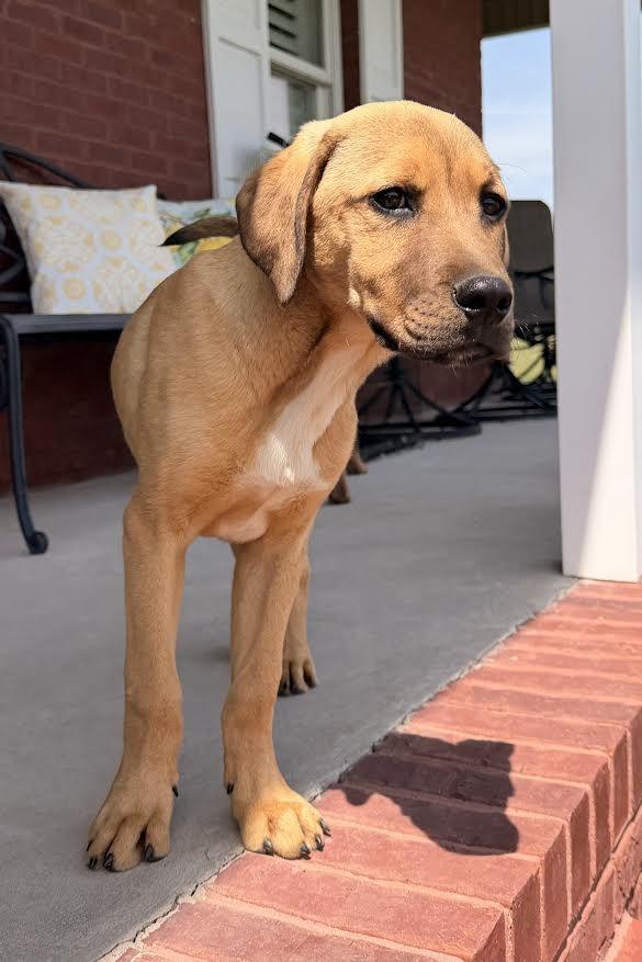 Blitzen, a Adopted mixed breed in Crossville, TN image 4/5