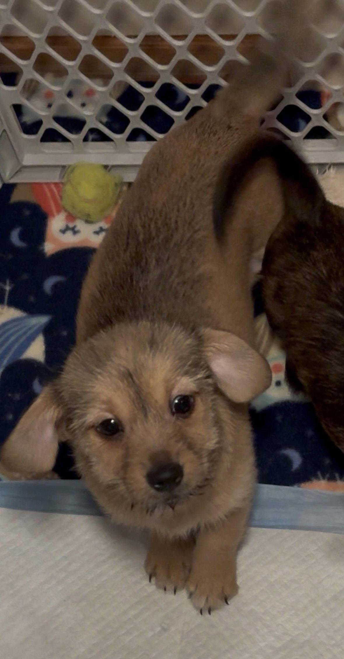 Lucy, Adoptable, Puppy Female Shih Tzu & Chihuahua.