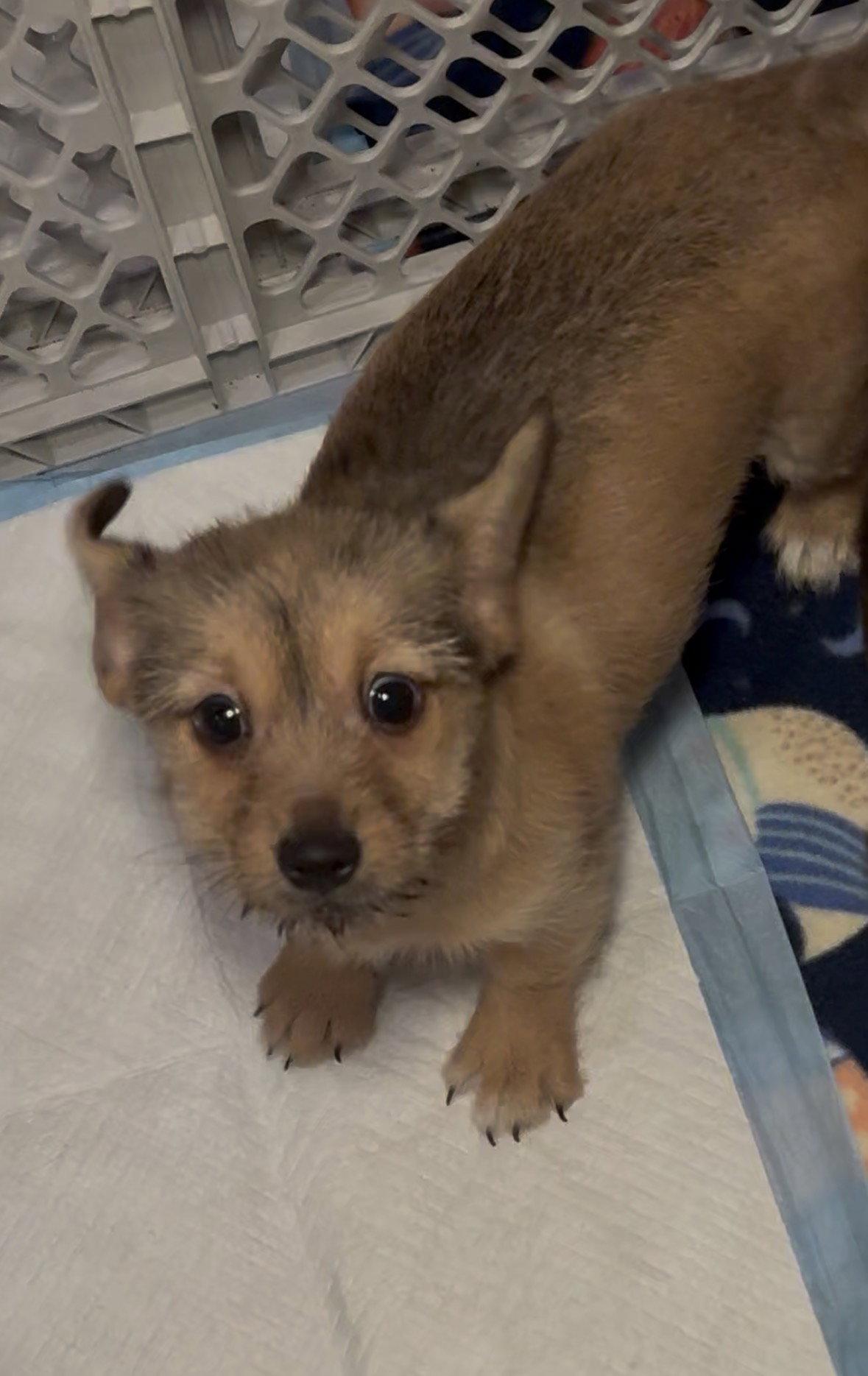 Enlarge Lucy, a Adoptable mixed breed in Cuyahoga Falls, OH image 2/3