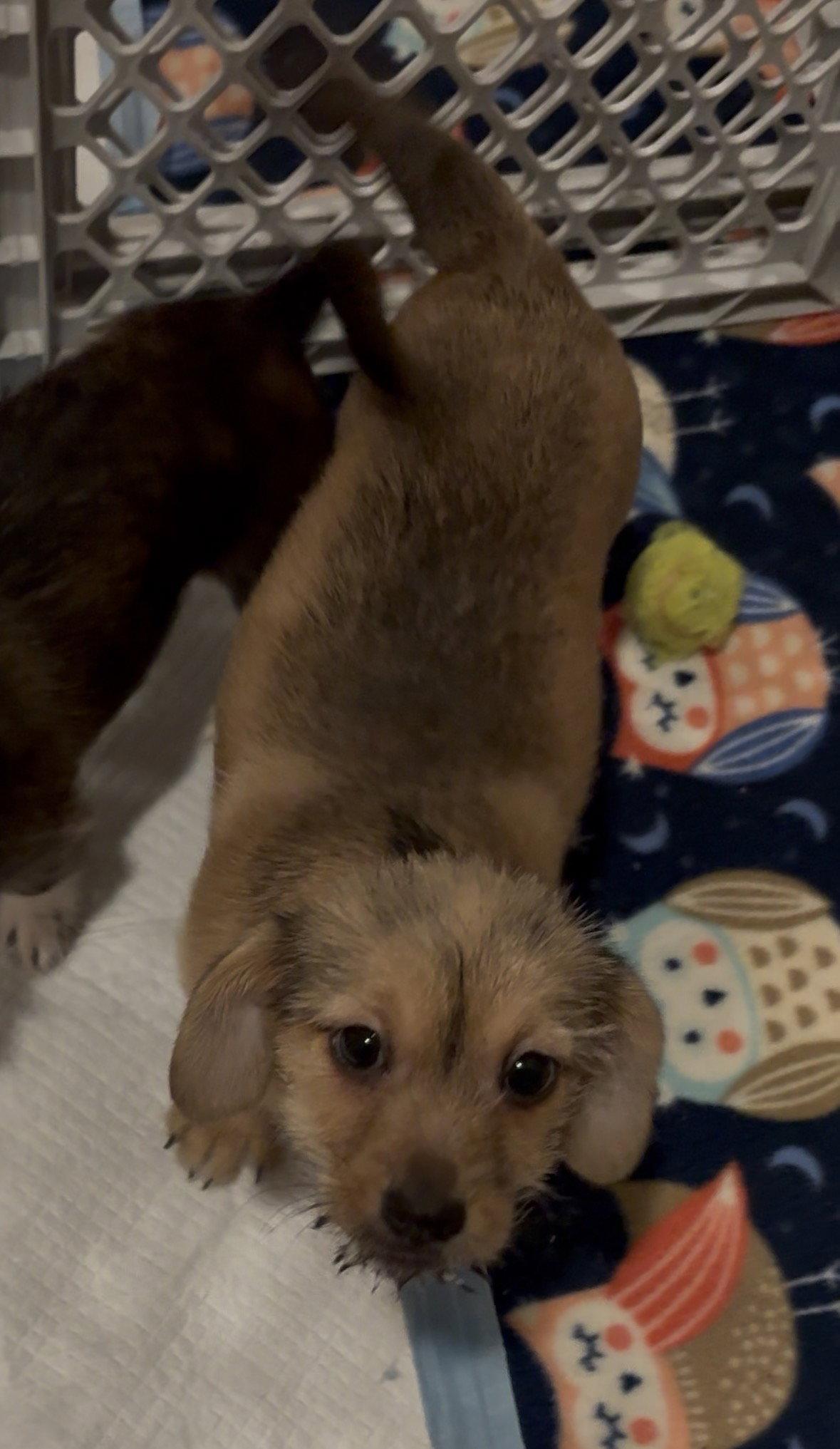 Enlarge Lucy, a Adoptable mixed breed in Cuyahoga Falls, OH image 3/3