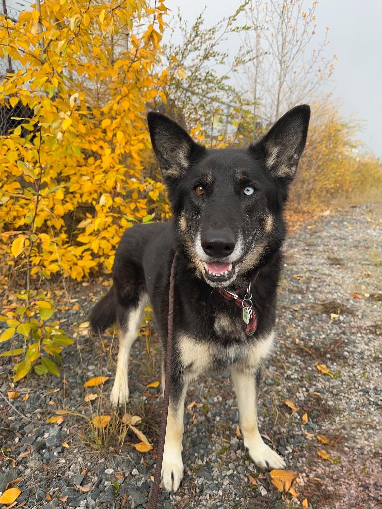 Enlarge Jorgie, a Adoptable mixed breed in Yellowknife, NT image 2/6