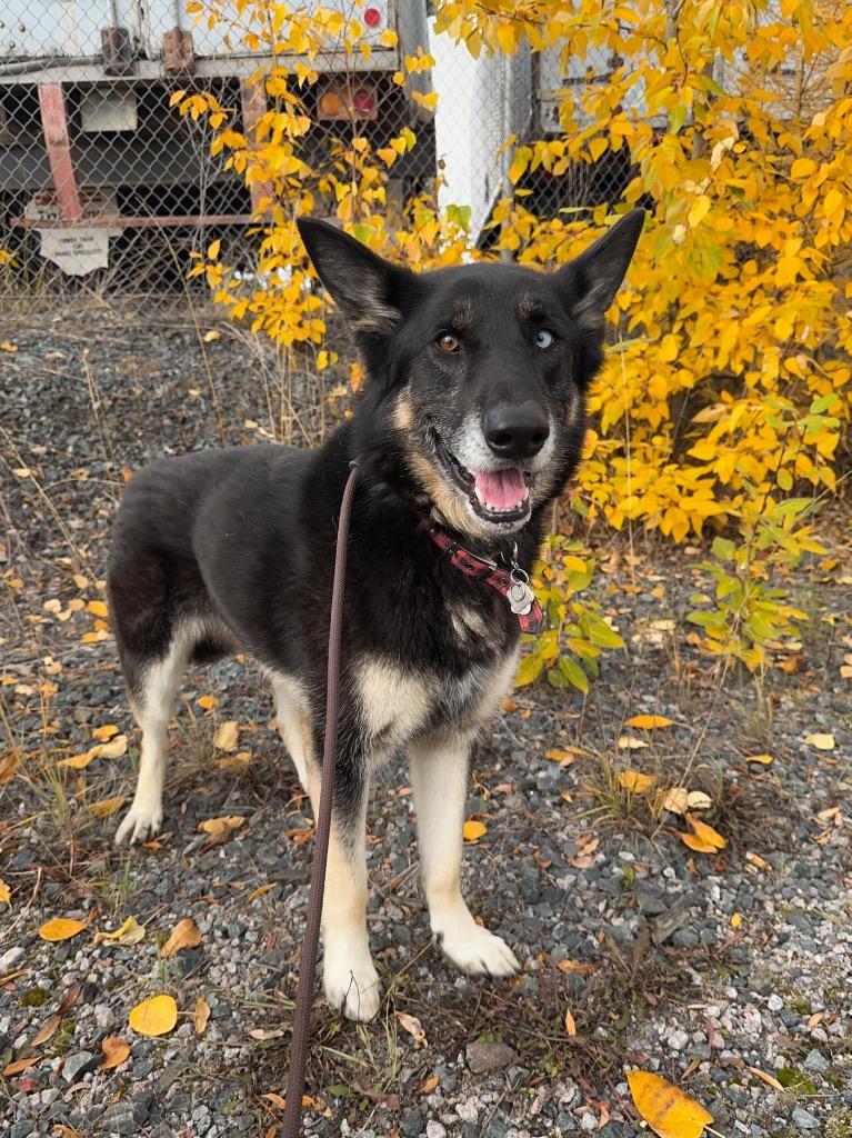 Enlarge Jorgie, a Adoptable mixed breed in Yellowknife, NT image 3/6