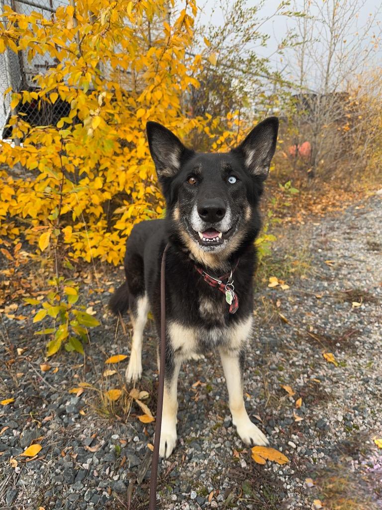 Enlarge Jorgie, a Adoptable mixed breed in Yellowknife, NT image 4/6