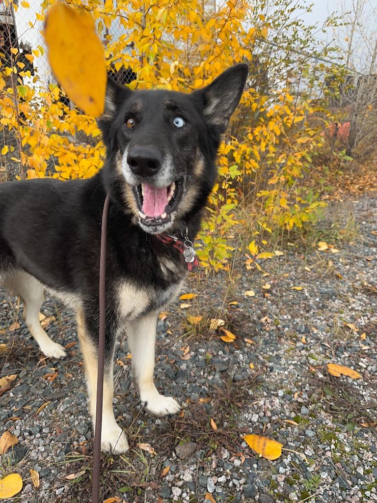 Enlarge Jorgie, a Adoptable mixed breed in Yellowknife, NT image 5/6