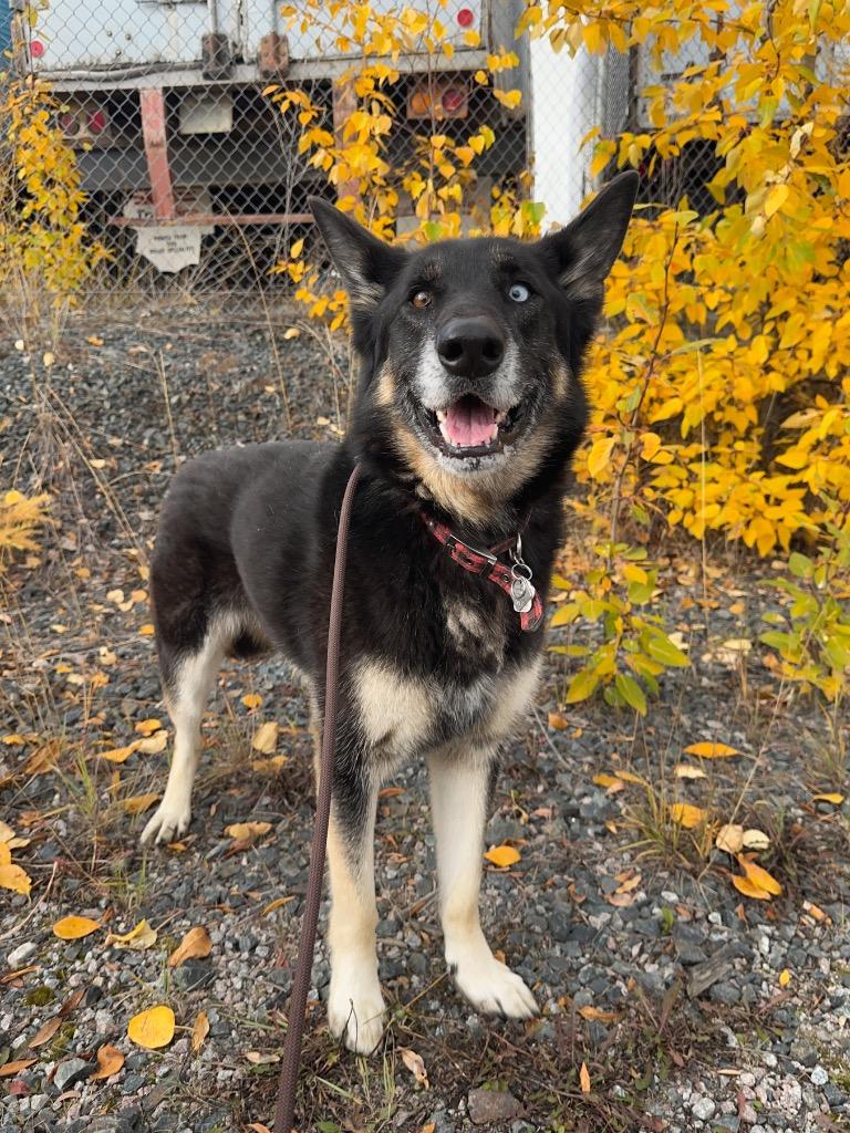 Enlarge Jorgie, a Adoptable mixed breed in Yellowknife, NT image 6/6
