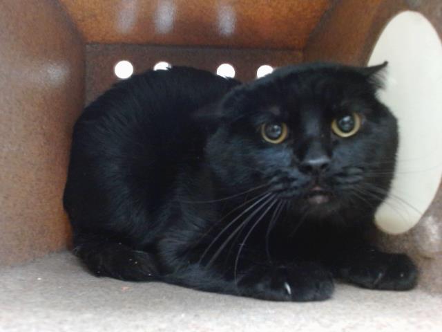 SHADOW — thumbnail 2