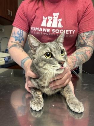 Grayson, adopted, Adult Male Domestic Short Hair.
