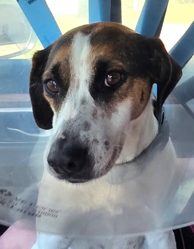 Loretta Eileen, Adopted, Young Female Beagle.