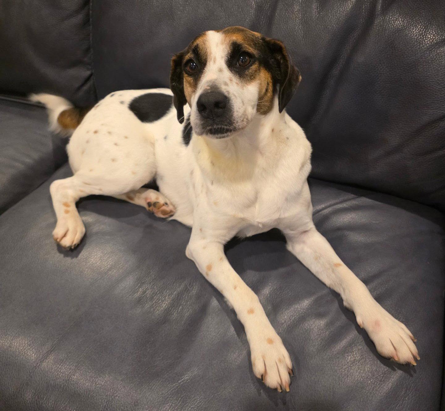 Loretta Eileen, a Adopted Beagle in Dunnellon, FL image 3/3