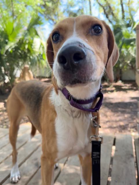 Johnny Cash, a Adoptable Mixed Breed in Charleston, SC image 1/2