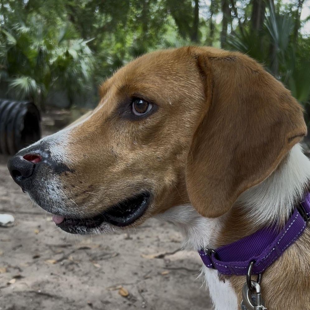 Enlarge Johnny Cash, a Adoptable Mixed Breed in Charleston, SC image 4/4