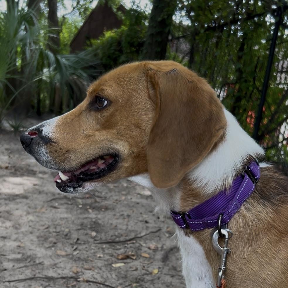 Enlarge Johnny Cash, a Adoptable Mixed Breed in Charleston, SC image 3/4