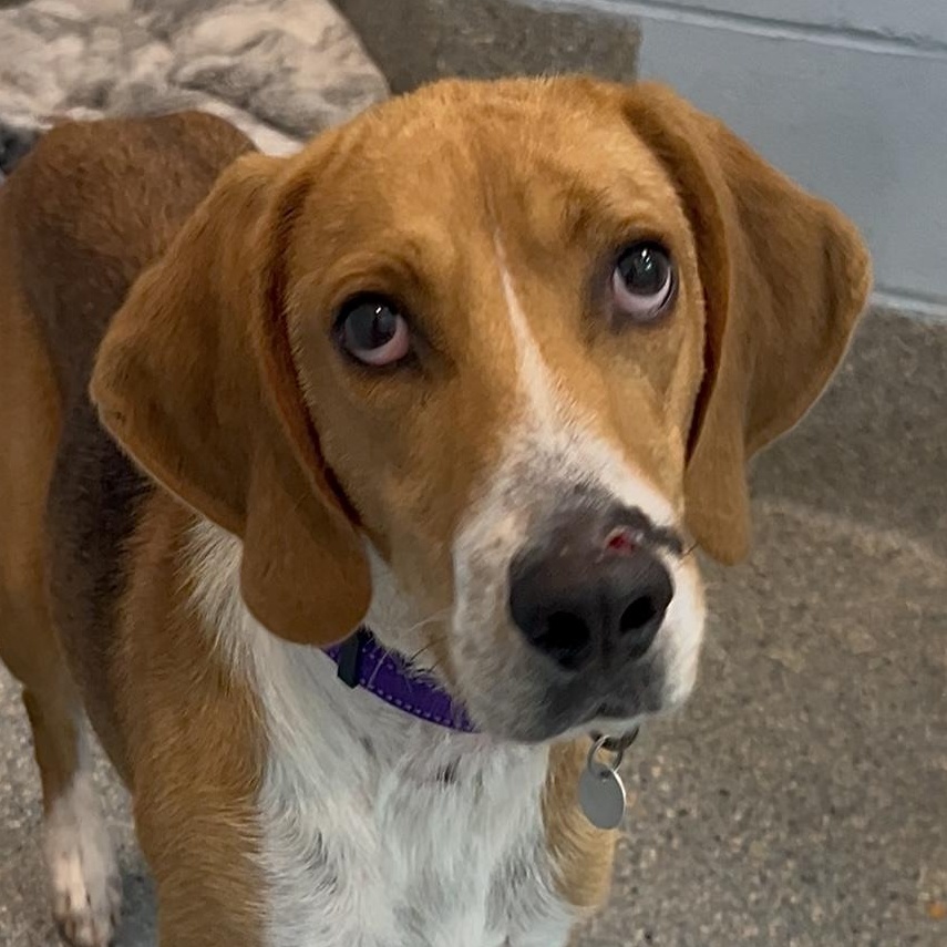 Johnny Cash, Adoptable, Adult Male Mixed Breed.