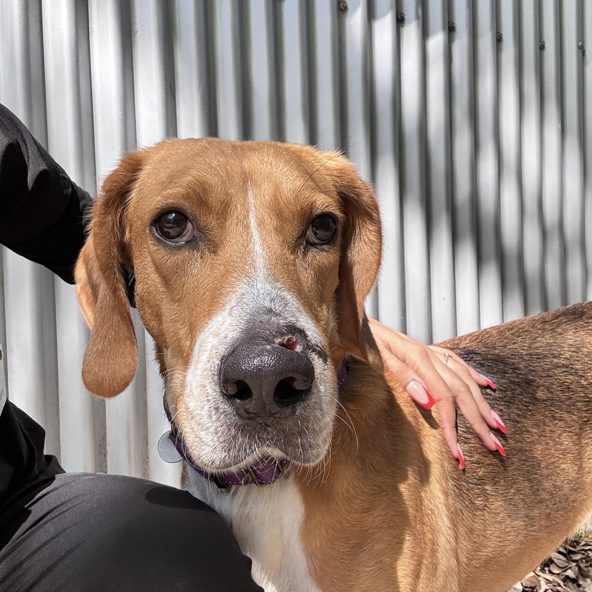 Johnny Cash, Adoptable, Adult Male Mixed Breed.