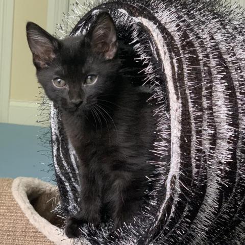 Joon, a Adoptable Domestic Short Hair in Davie, FL image 1/12