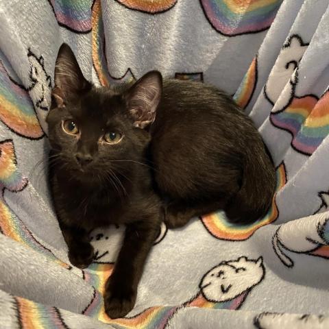 Joon, a Adoptable Domestic Short Hair in Davie, FL image 2/12