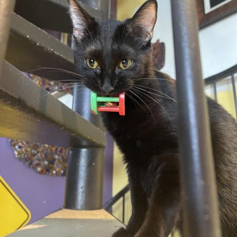 Joon, a Adoptable Domestic Short Hair in Davie, FL image 3/12