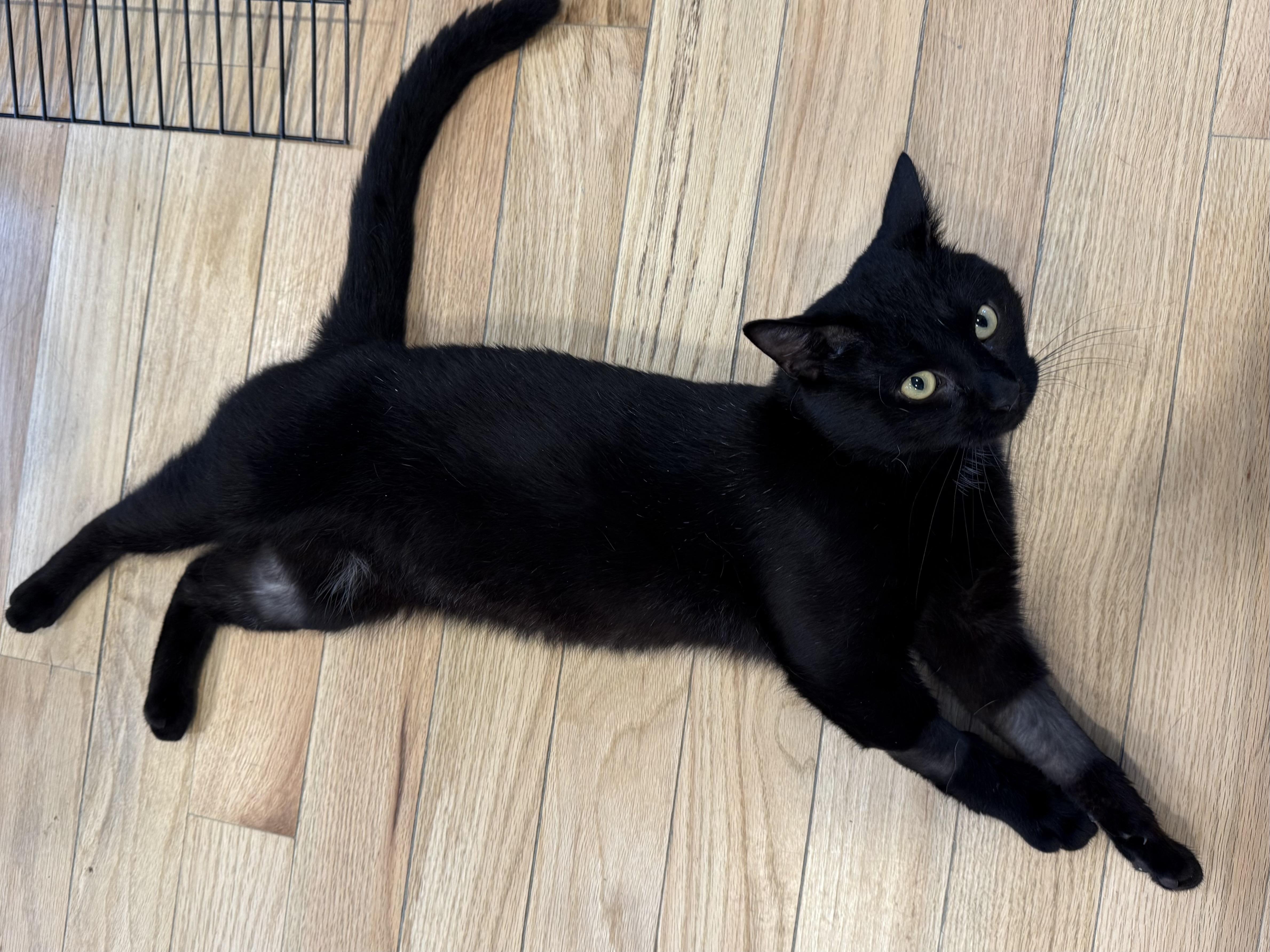 Nero, Adult Male American Shorthair