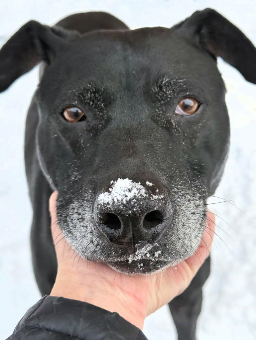 Enlarge Milo, a Adoptable mixed breed in Itasca, IL image 6/6