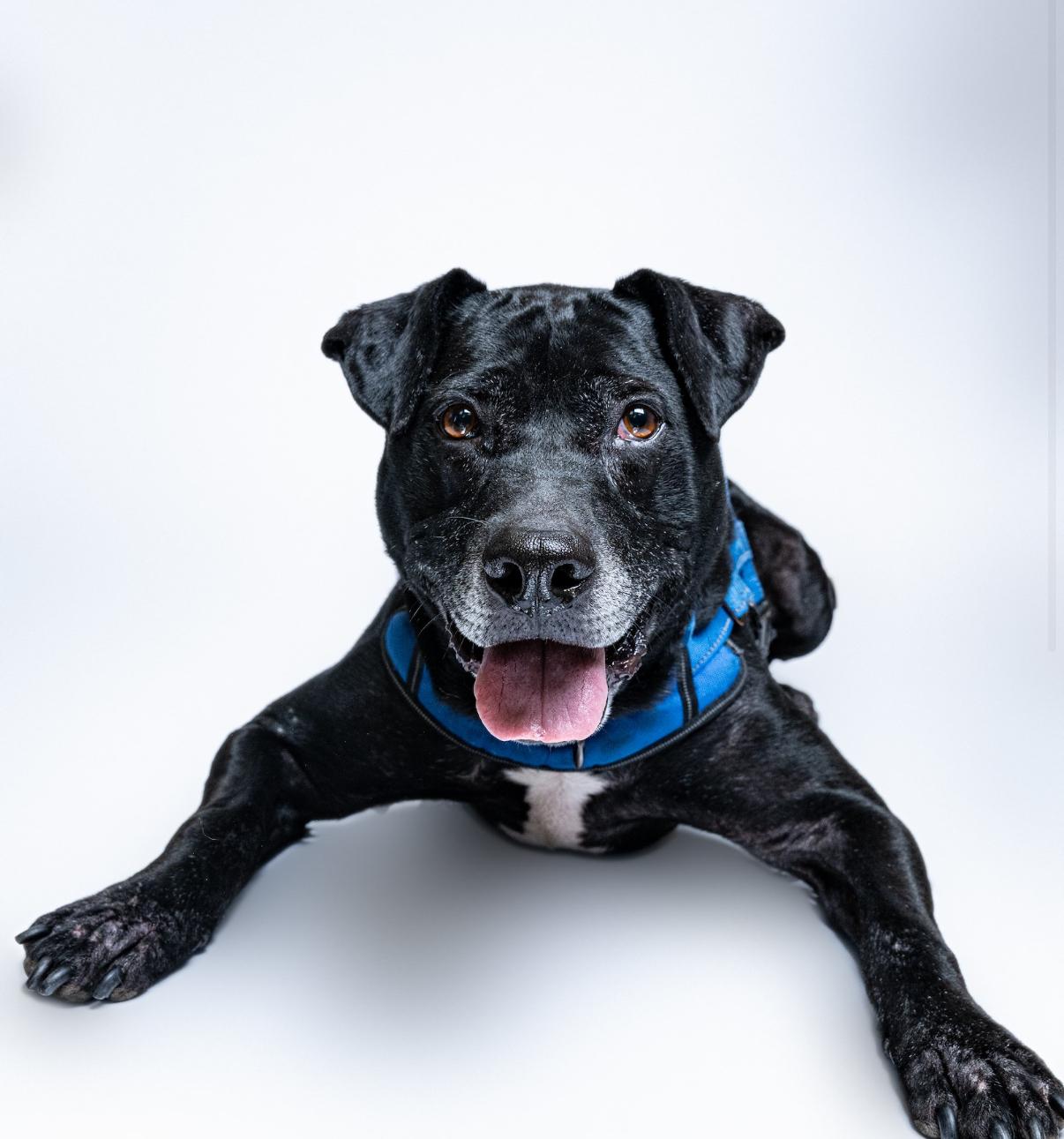 Milo, a Adoptable mixed breed in Itasca, IL image 2/6