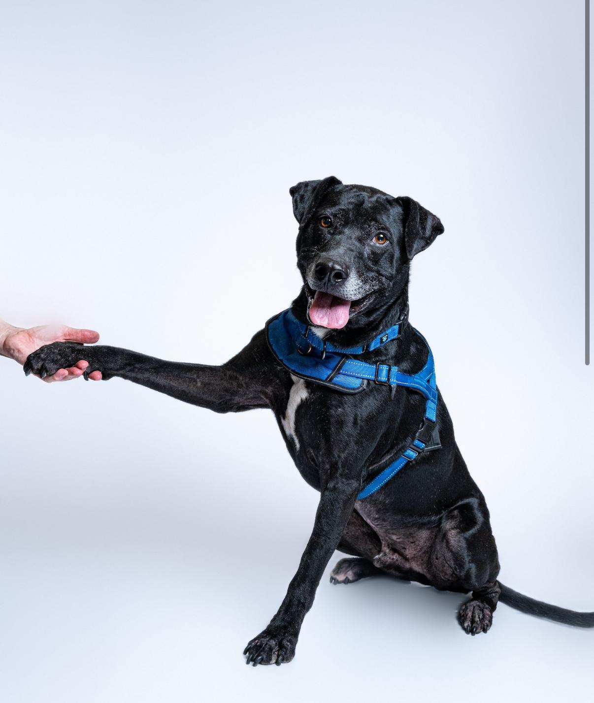 Milo, an adoptable American Staffordshire Terrier, Retriever in Itasca, IL, 60143 | Photo Image 5