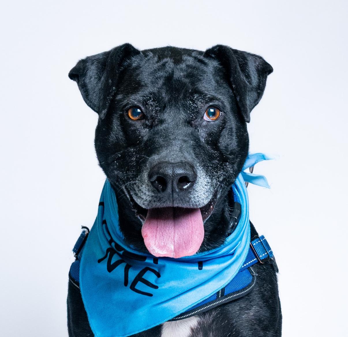 Milo, an adoptable American Staffordshire Terrier, Retriever in Itasca, IL, 60143 | Photo Image 1