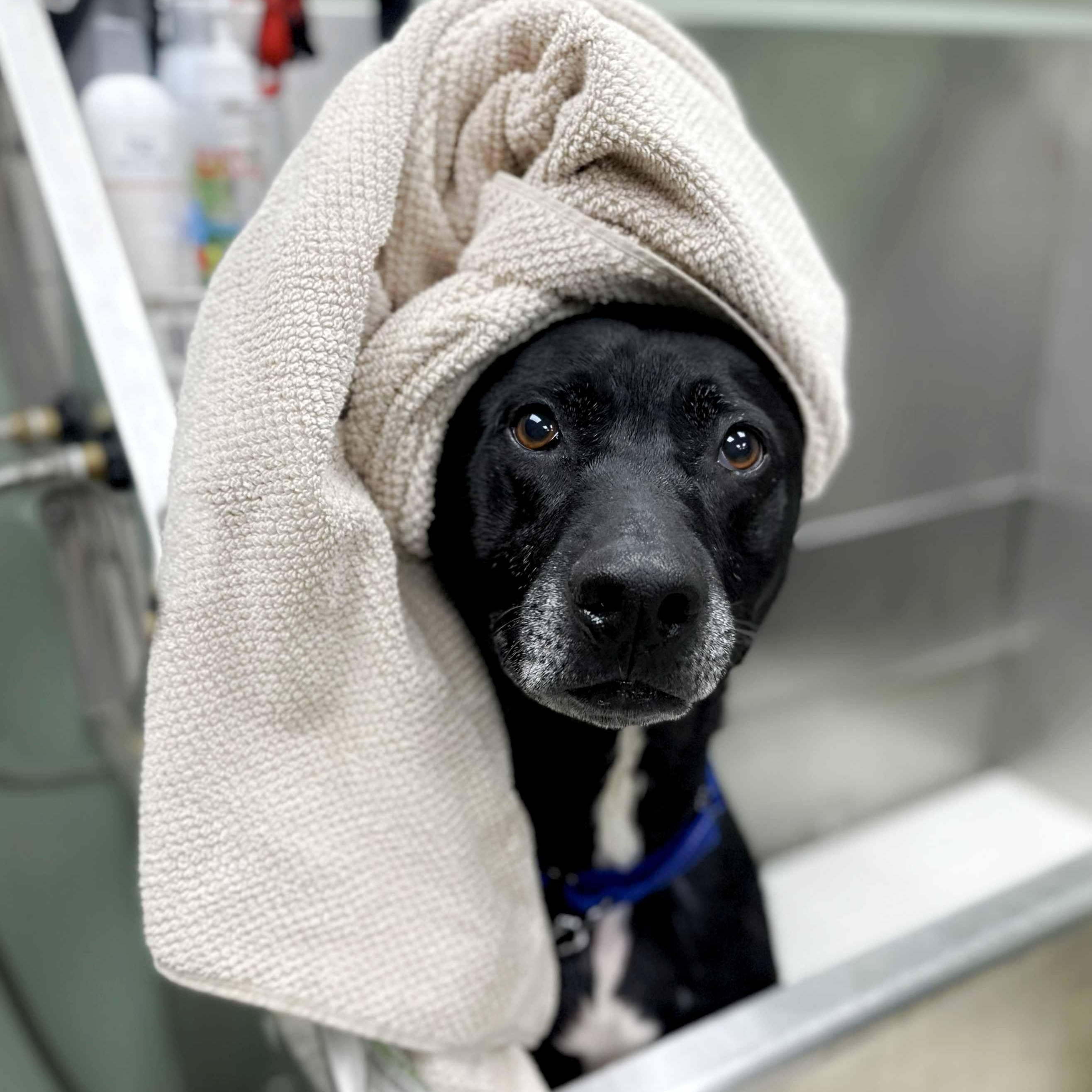 Milo, a Adoptable mixed breed in Itasca, IL image 6/6