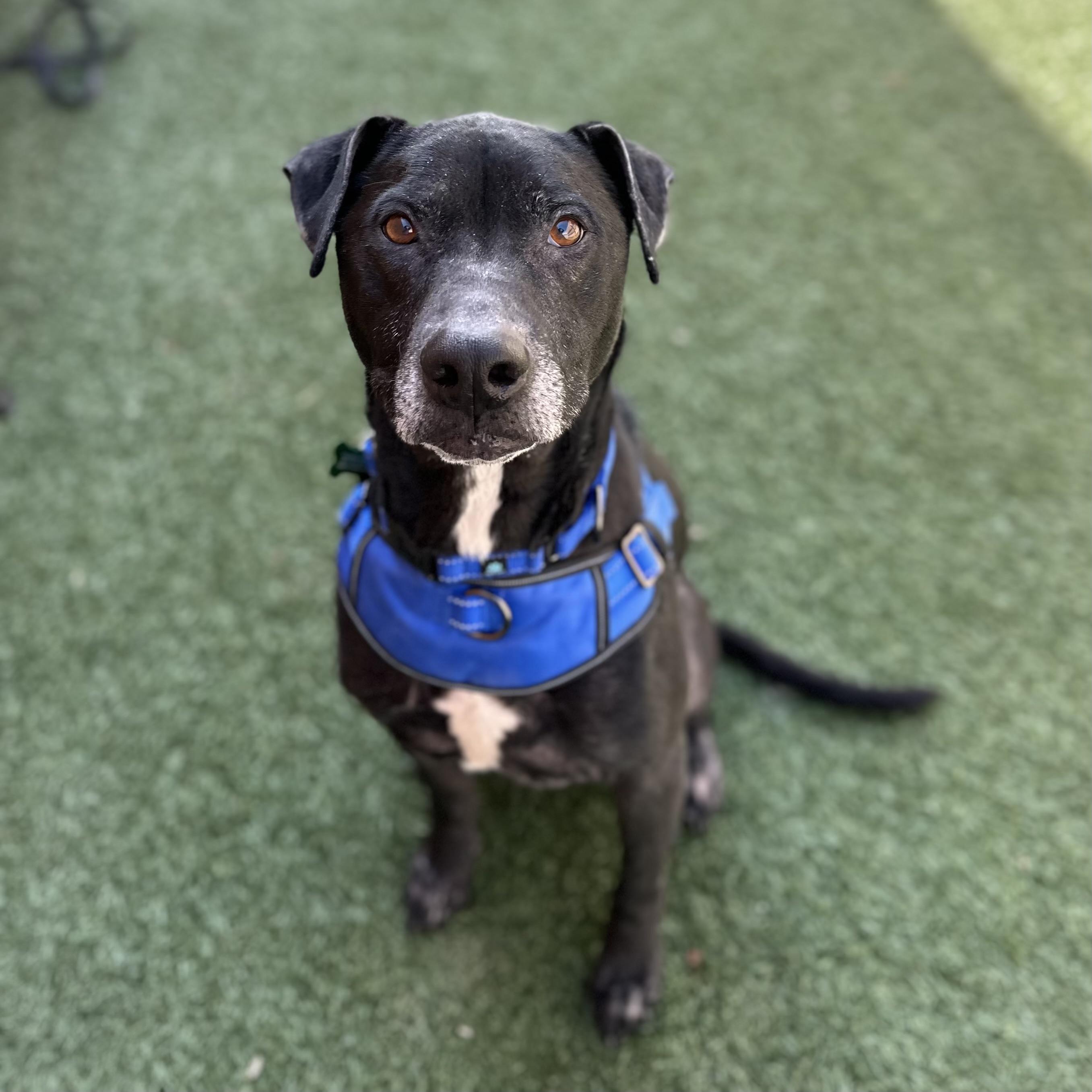 Milo, an adoptable American Staffordshire Terrier in Itasca, IL, 60143 | Photo Image 9