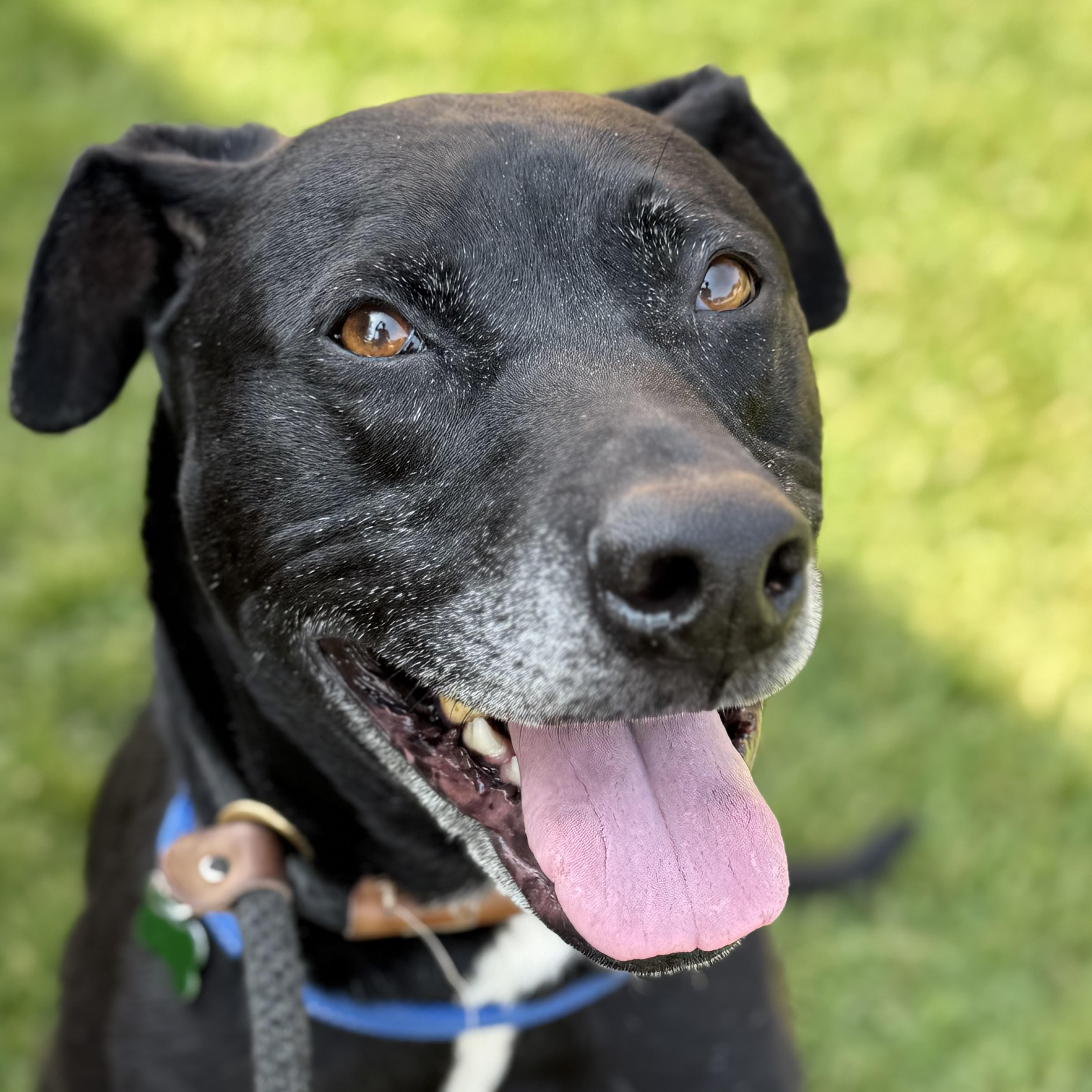 Milo, a Adoptable mixed breed in Itasca, IL image 4/6