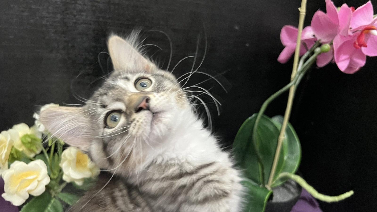 Redford, Adoptable, Kitten Male Tabby & Domestic Medium Hair.