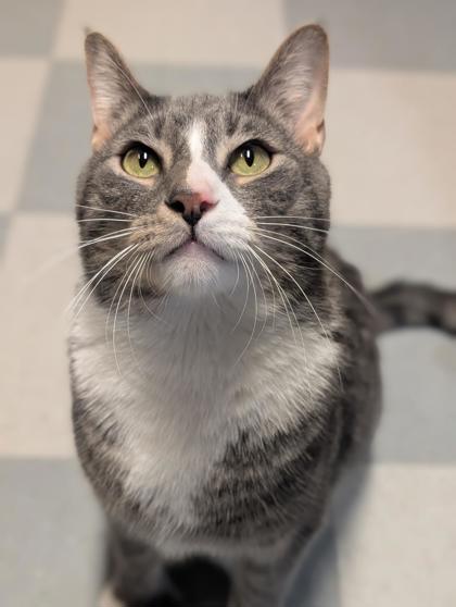 Reya, a Adoptable Domestic Short Hair in Bensalem, PA image 1/3