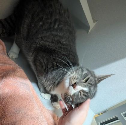 Reya, a Adoptable Domestic Short Hair in Bensalem, PA image 2/3