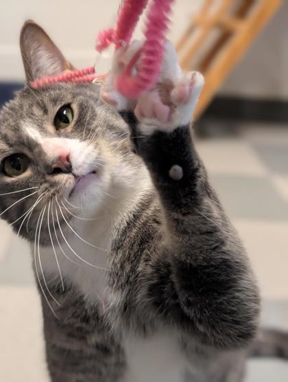 Reya, a Adoptable Domestic Short Hair in Bensalem, PA image 3/3